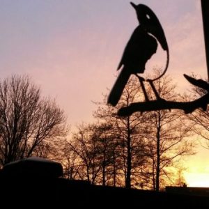 Blauwstaart RVS - Afbeelding 2