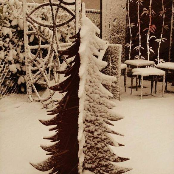 Kerstboom in de sneeuw Kerstboom in de sneeuw