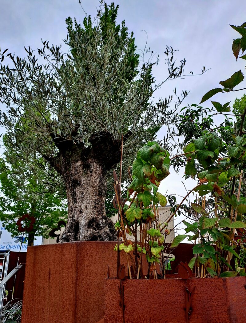 Ruim 100 jaar oude olijfboom met Cortenstalen bak