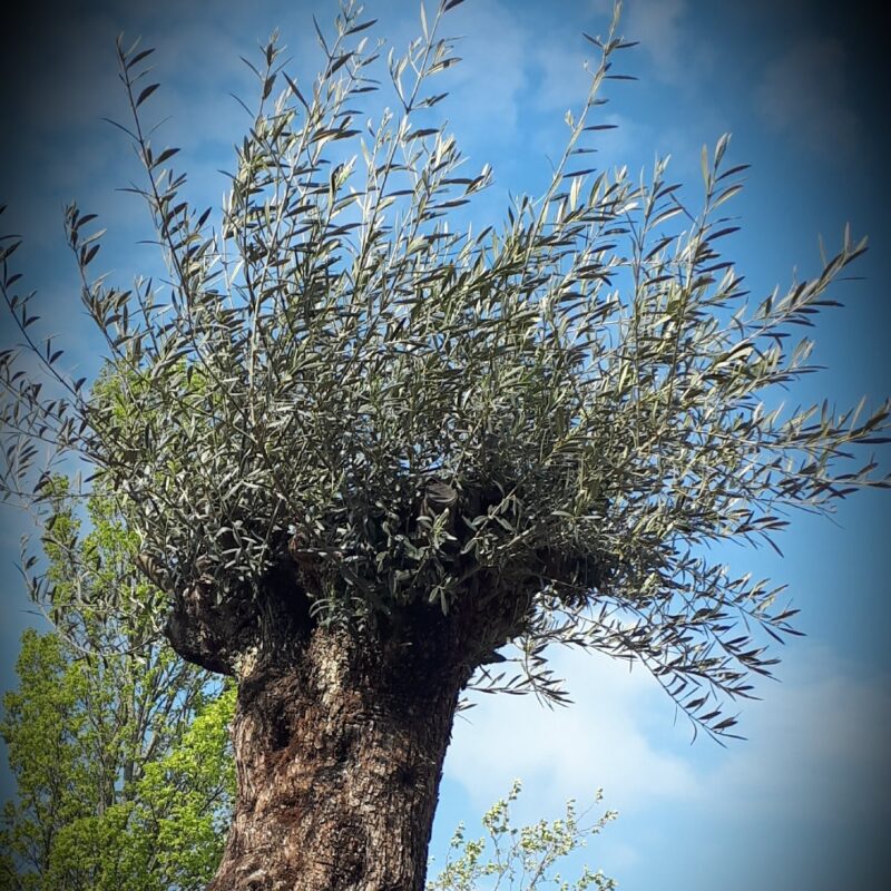 Olijfboom met Plantenbak, ruim 100 jaar oud