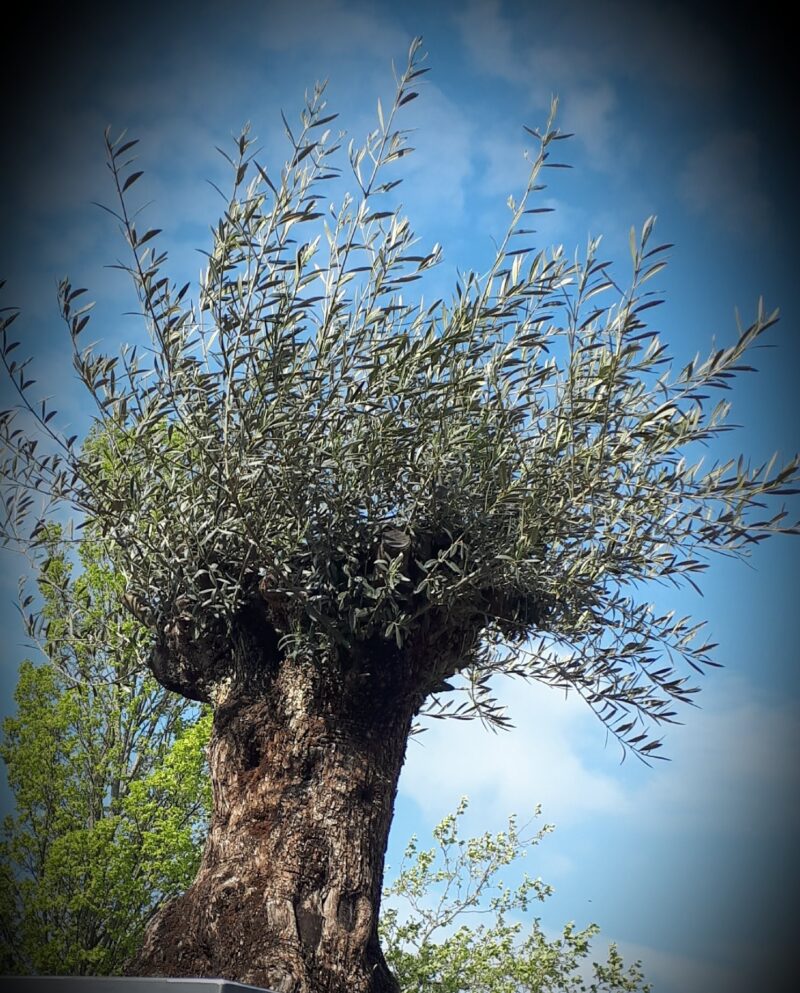 Olijfboom met Plantenbak, ruim 100 jaar oud